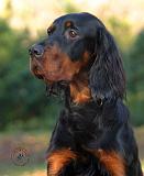 Gordon Setter 9Y109D-021